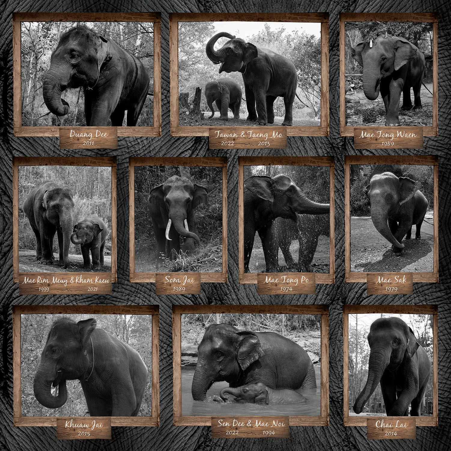 big elephant - Picture of Karen's Tribe Native Elephants, Chiang
